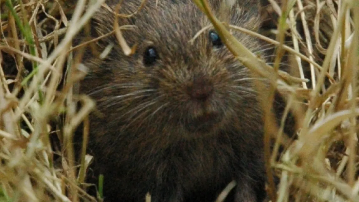 Für die Feldmaus ist ebenso wie für andere Kleinnager eine wellenförmige Populationsentwicklung typisch. Foto: JKI