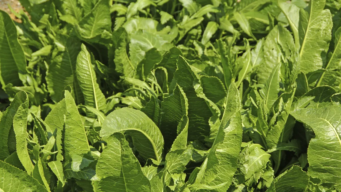 Droht dem Meerrettichanbau Gefahr? Foto: istock