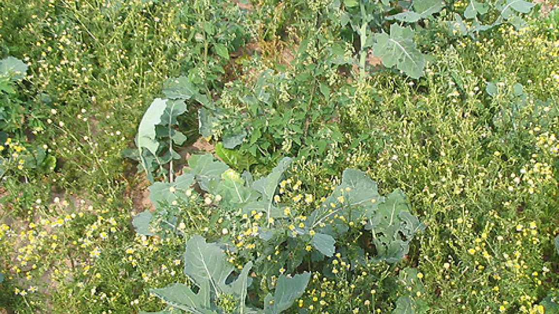 Mehr Kraut als Rüben: Wenn keine Herbizide eingesetzt werden können, erobert das Unkraut die Vorherrschaft.
Quelle: IVA