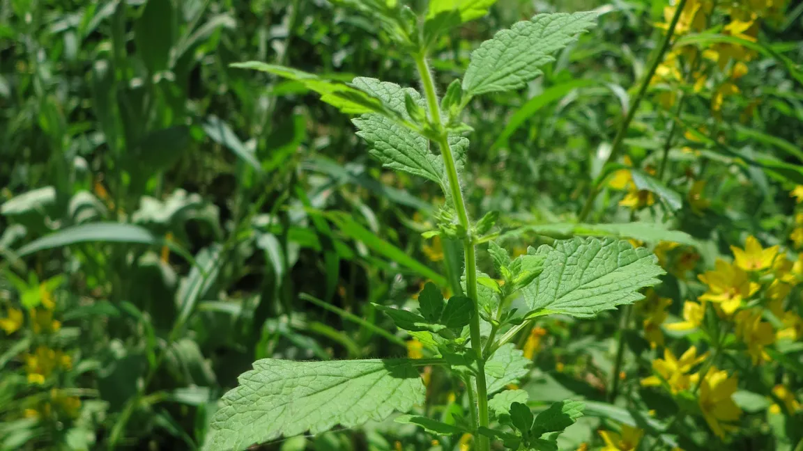 Die Melisse ist eine ausdauernde, bis zu 80 cm hoch werdende Staude. Foto: Angelika Sontheimer