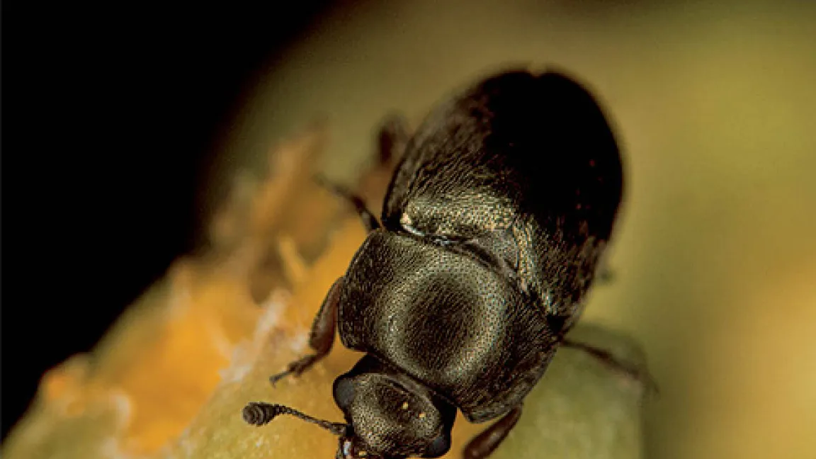 Rapsglanzkäfer werden nur etwa zwei Millimeter lang. Der Chitin-Panzer glänzt metallisch, die Farbe variiert zwischen grün, blau, violett oder schwarz. Der Körper hat eine ovale Form. Die kurzen Fühler verdicken sich am Ende zu einer Keule.
	Quelle: Bayer CropScience