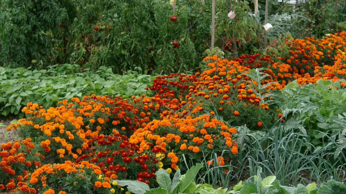 Kräuterspirale – auf engstem Raum viele Pflanzen mit unterschiedlichen Ansprüchen. Foto: Thomas Wagner, BDG