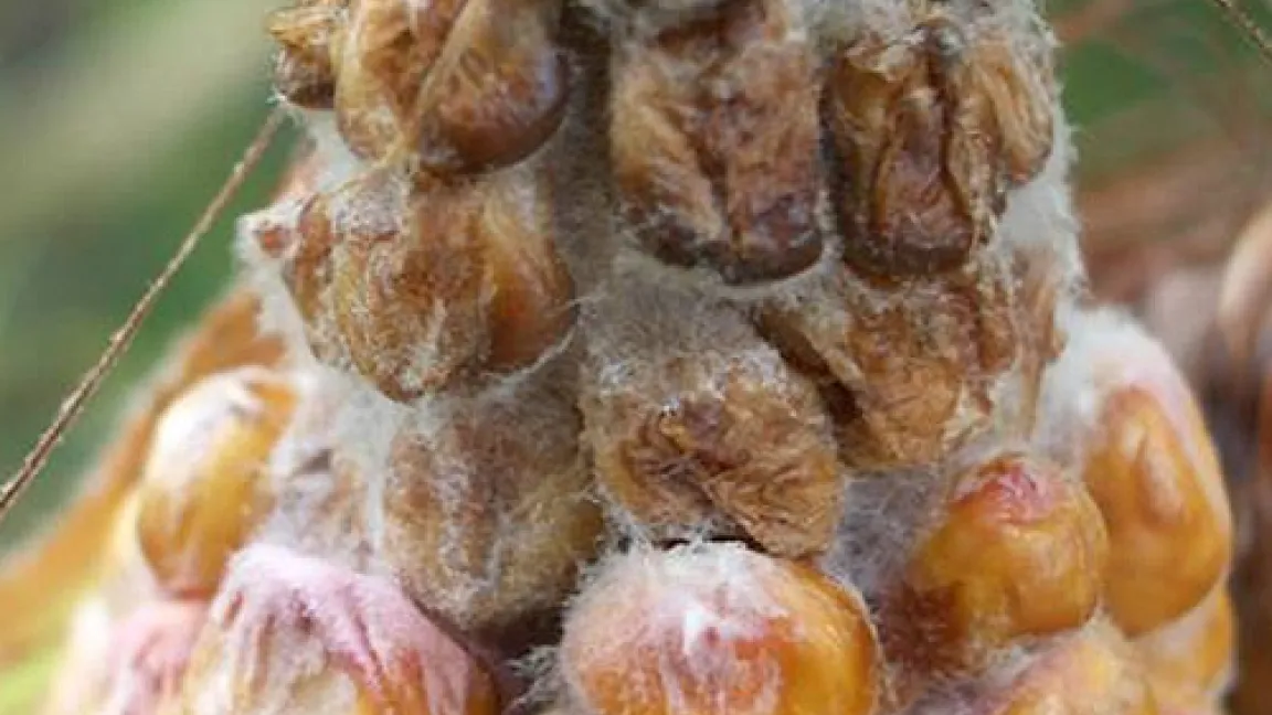 Mit Fusarien befallener Maiskolben.
Quelle: JKI, Inst. f. Pflanzenschutz im Ackerbau