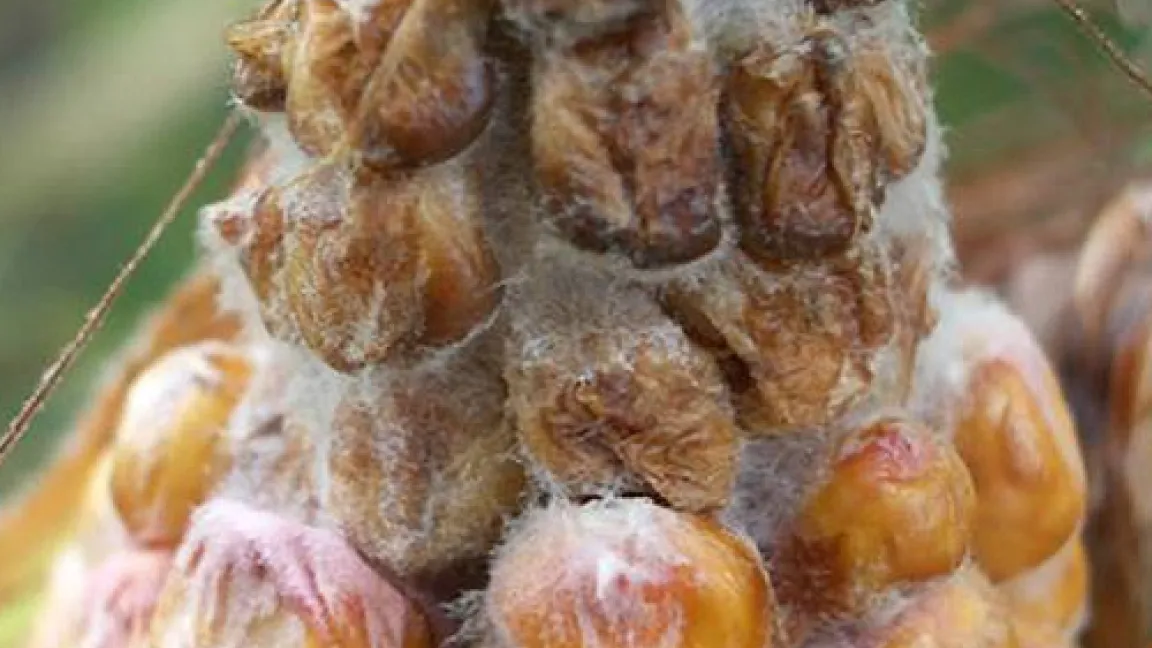 Mit Fusarien befallener Maiskolben.
	Quelle: JKI, Inst. f. Pflanzenschutz im Ackerbau