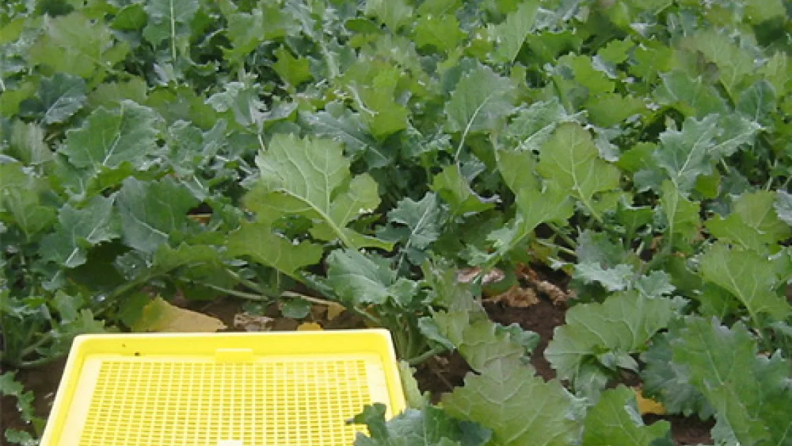 Mit Gelbschalen kann der Zuflug der Rapsglanzkäfer kontrolliert werden.
	Quelle: Matthias Wiedenau