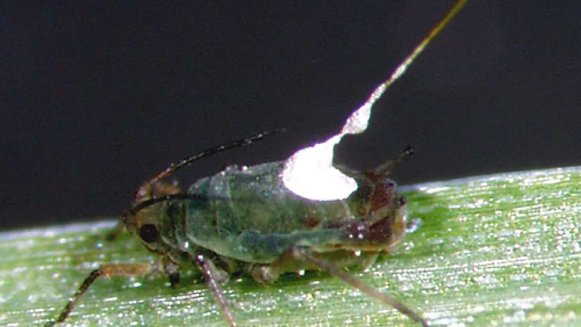 Mit Golddraht verkabelte Blattlaus unter genauester Beobachtung
	Quelle: Edgar Schliephake, BAZ Aschersleben