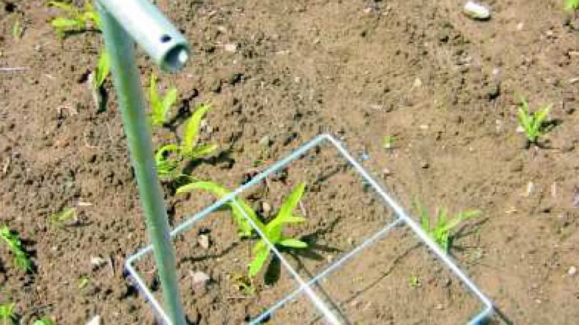 Mit Hilfe eines Zählrahmens lassen sich Unkrautdichte und -deckungsgrad abschätzen. Wird die Schadensschwelle überschritten, lohnt eine Bekämpfung.
Quelle: Universität Bonn