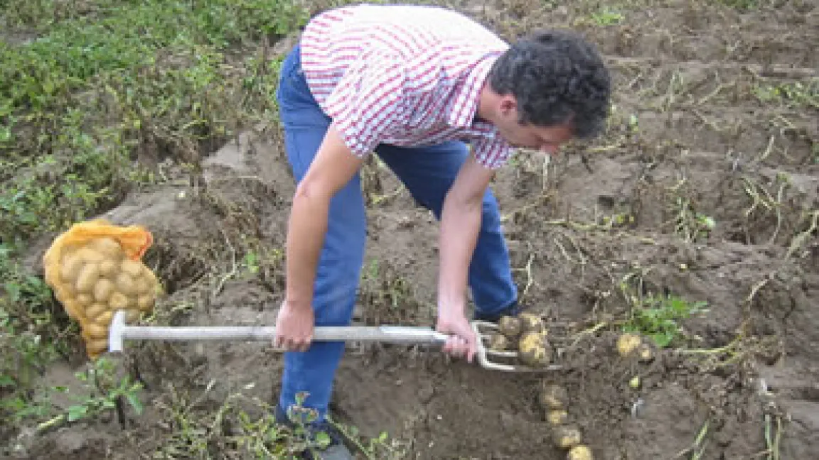 Mit "Proberodungen" kann man herausfinden, ob die Kartoffeln erntereif sind, ..... anhand der Schalenfestigkeit und ihres Stärkegehalts.
	Quelle: M. Wiedenau