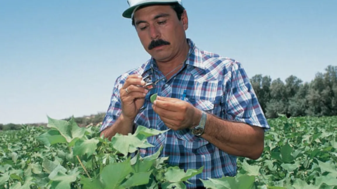 Mittels Biotechnologie sollen die Baumwollpflanzen besser an die jeweiligen Standortbedingungen und an die Qualitätsanforderungen des Marktes angepasst werden.
Quelle: Bayer CropScience