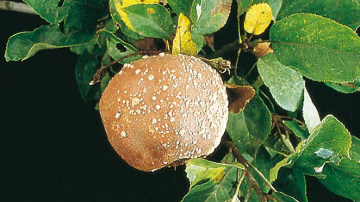 Monilia am Apfel. Ausgehend von Schadstellen, z. B. von Bohrlöchern der Obstmade, werden zunächst bräunlich gefärbte Fäulnisherde hervorgerufen, die sich allmählich über die ganze Frucht ausbreiten. Später entstehen auf der Faulstelle in konzentrischen Ringen um die Infektionsstelle herum Sporenpolster. Monilia kommt in verschiedenen Erscheinungsformen vor Am bekanntesten ist die Monilia-Fruchtfäule = Polsterschimmel.
Quelle: Pflanzenschutzamt Berlin