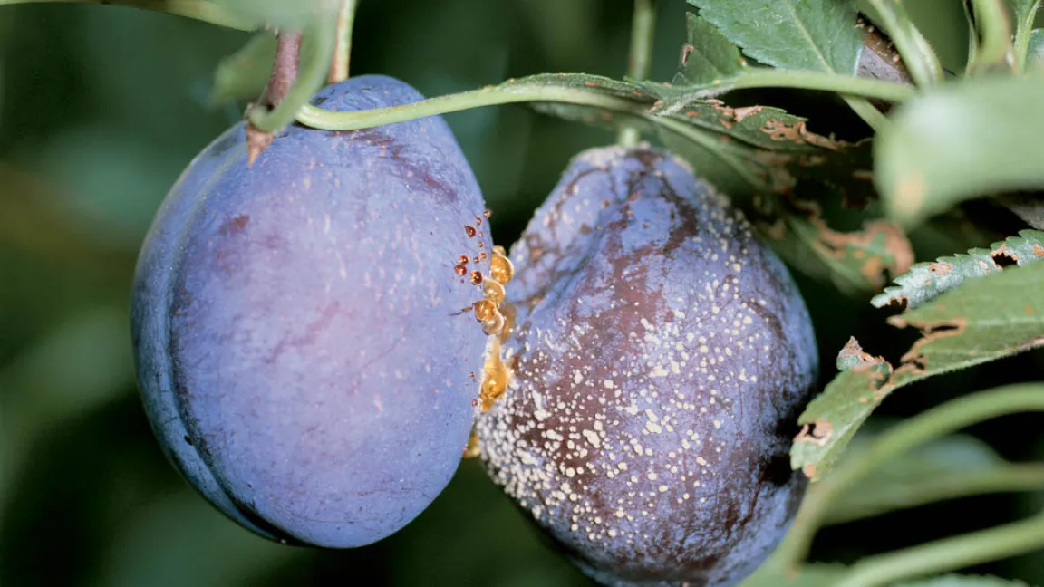 Die Monilia-Fruchtfäule entwickelt sich in den Bohrlöchern von Pflaumenwicklermaden oder Wespen. Foto: Bayer CropScience