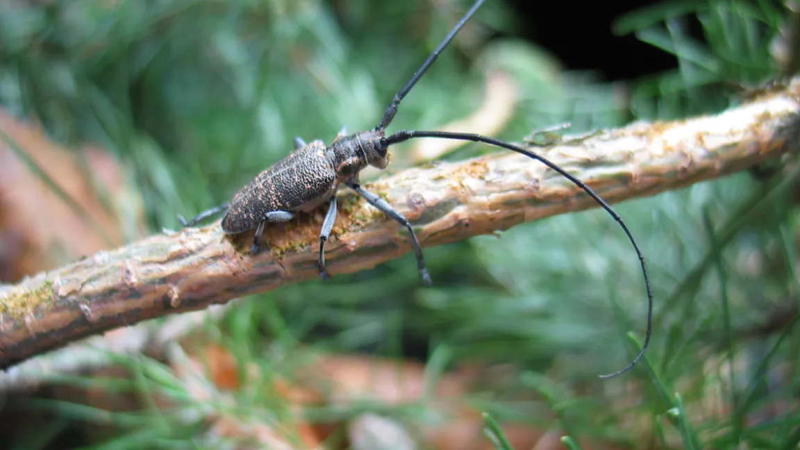 Ein Bockkäfer (Monochamus galloprovincialis) als "Käfertaxi". Foto: Thomas Schröder, JKI