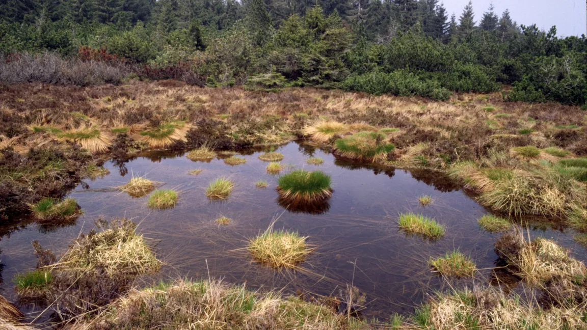 Moor am Schliffkopf. Foto: Otto Ehrmann, Bildarchiv Boden