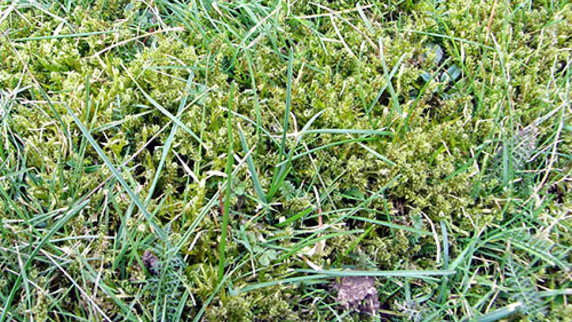 In vielen Hobbygärten macht sich Moos breit. Foto: Matthias Wiedenau