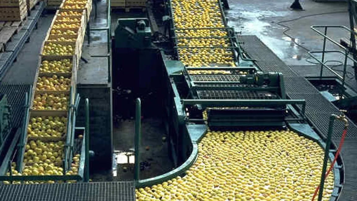 Nach der Ernte werden die Äpfel sortiert.
	Quelle: BASF AgroSlide