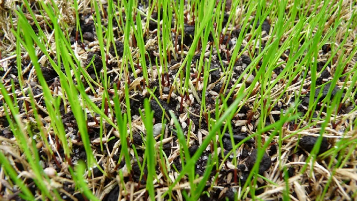 Junge Nachsaat nach dem Topdressing-Verfahren
Quelle: Deutsche Rasengesellschaft e.V.