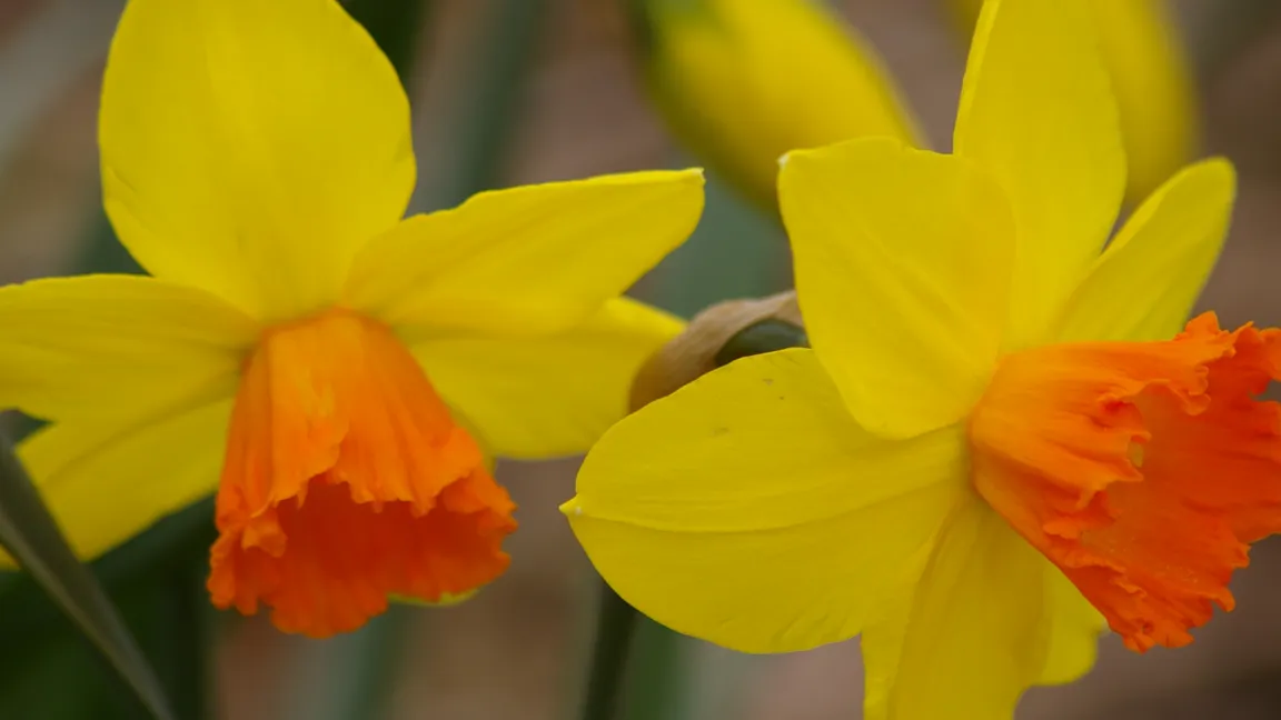 Kandidat 3: Die Narzisse. Foto: Helge Masch/Bot. Sondergarten Hamburg