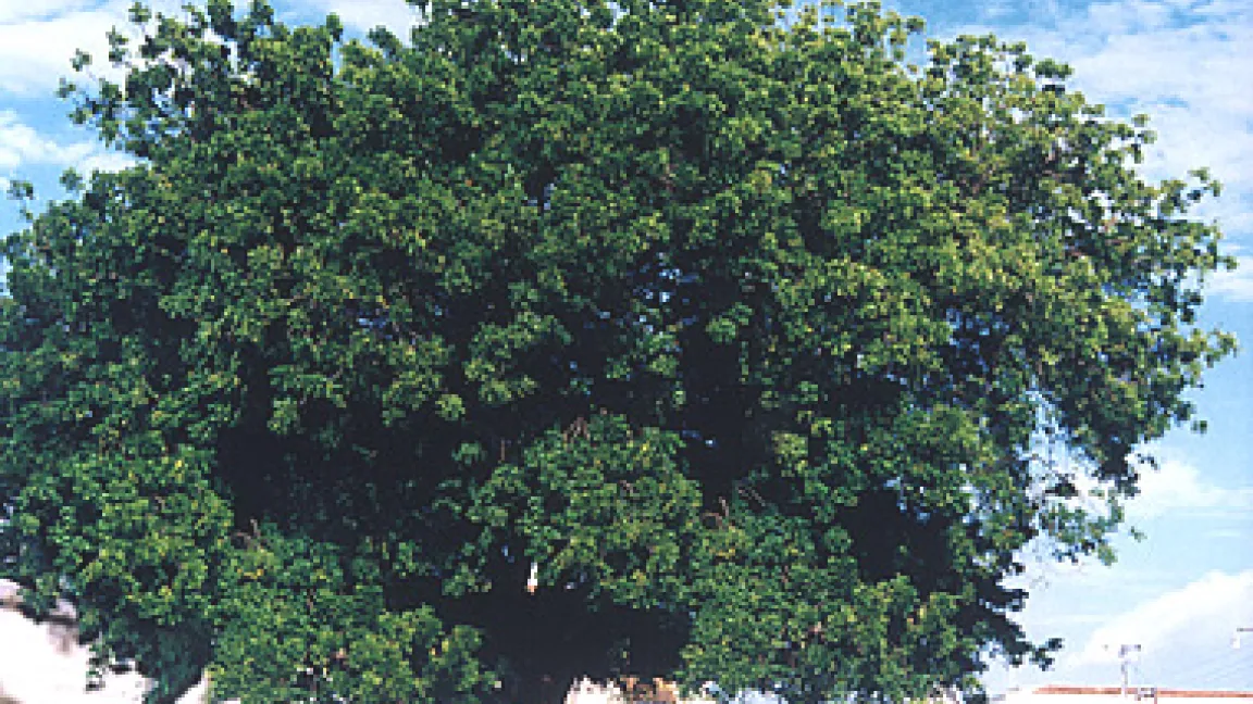 Neembäume gedeihen in den tropischen Regionen.
	
	Quelle: Gimborn / Schmutterer