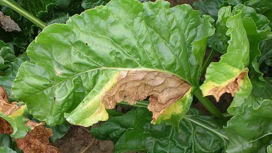 Nekrotische pergamentartige Blätter durch Verticillium-Welke.
Quelle: Dr. Monika Heupel, Landwirtschaftskammer Nordrhein-Westfalen.