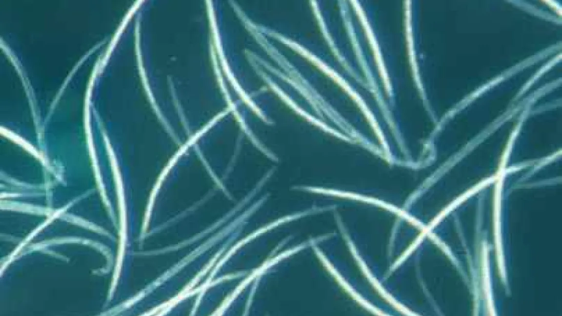 Nematoden
Quelle: Schröder, JKI