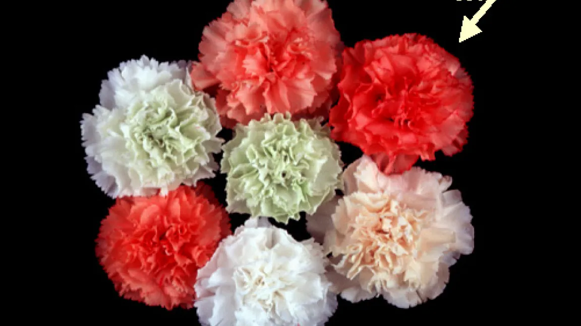 Neue Blütenfarben durch gentechnische Veränderung - Wildform oben rechts.
Quelle: Prof. Alexander Vainstein, Hebrew University of Jerusalem