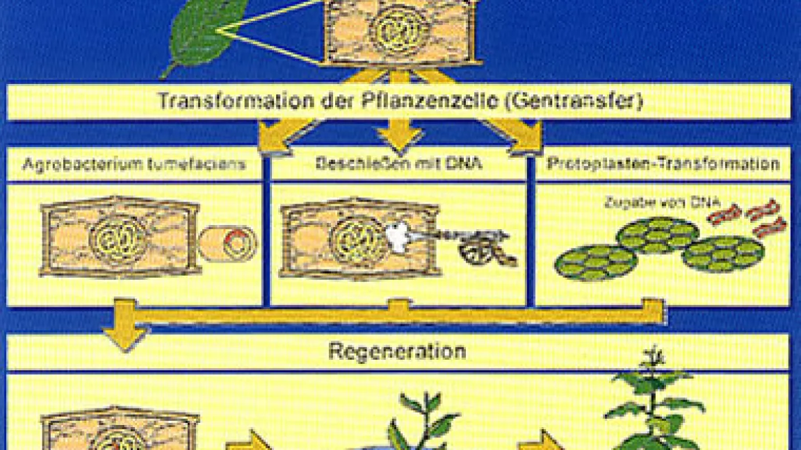 Neue Methoden der Pflanzenzüchtung
	Quelle: VCI, Frankfurt