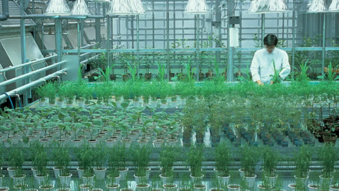 Neue Wirkstoffe werden in zahlreichen Versuchen im Gewächshaus erprobt.
Quelle: Bayer CropScience