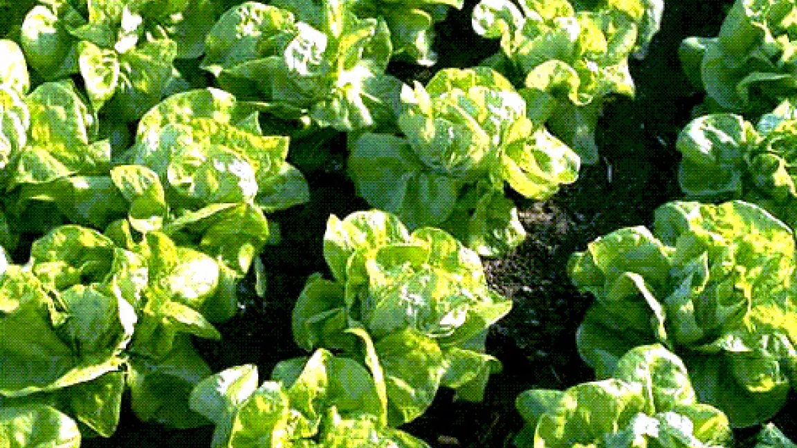 Nicht ohne Pflanzenschutz zu haben - gesundes Gemüse.
Quelle: BASF AgroSlide