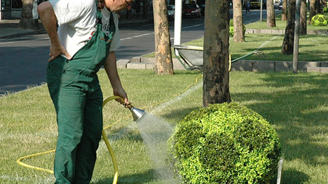 Nichts geht ohne gärtnerische Pflege: Gefärbte Buchsbaumkugeln auf präpariertem Sportrasen.
	Quelle: Prof. Dr. Hartmut Balder