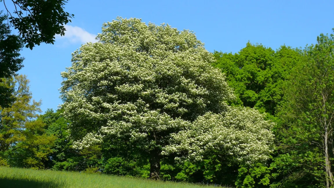 Ein wunderschönes Exemplar der Elsbeere. Foto: Norbert Mayer
