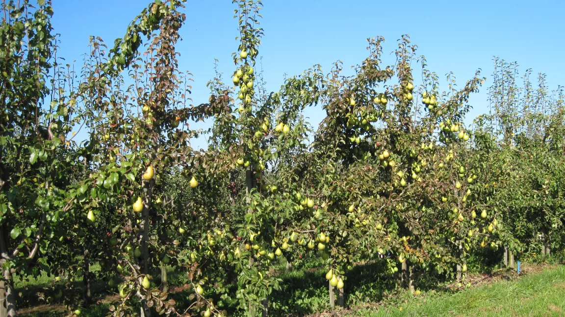 Novemberbirnen-Bäume werden nicht besonders hoch und sind deshalb bestens für Hausgärten geeignet. Foto: F. Böhme, Landesforschungsanstalt Mecklenburg-Vorpommern