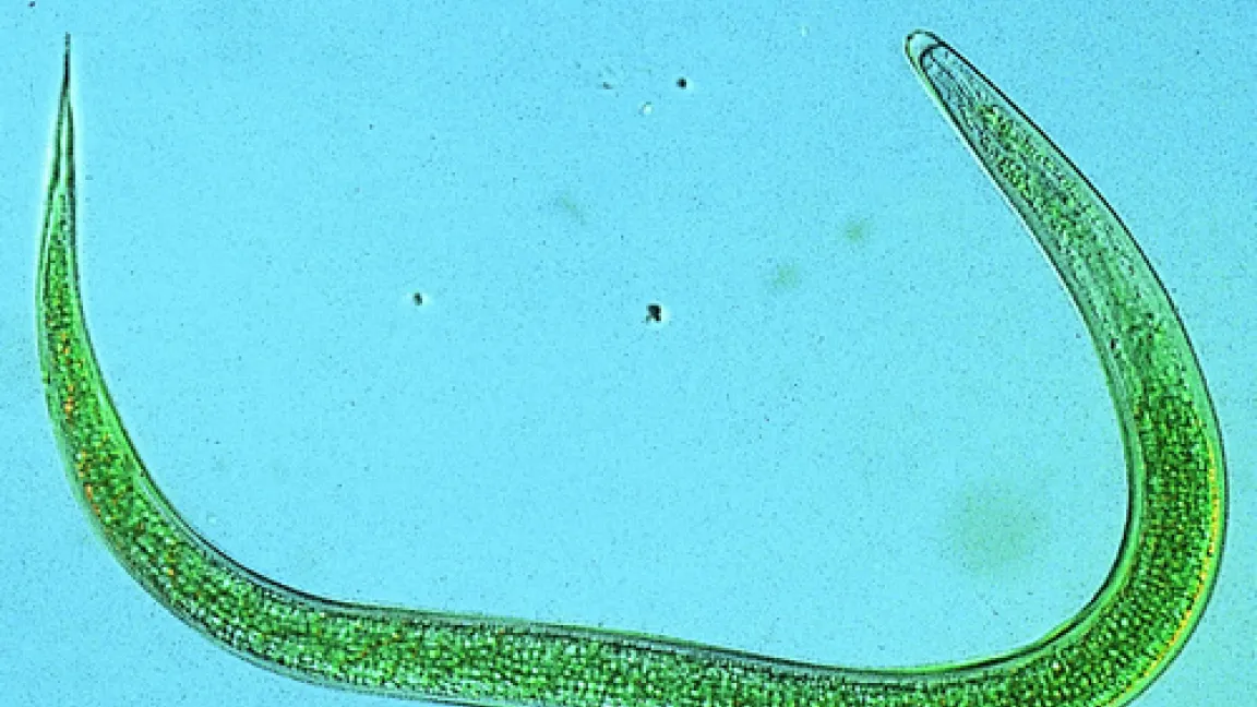 Nützliche Nematoden
Quelle: Neudorff