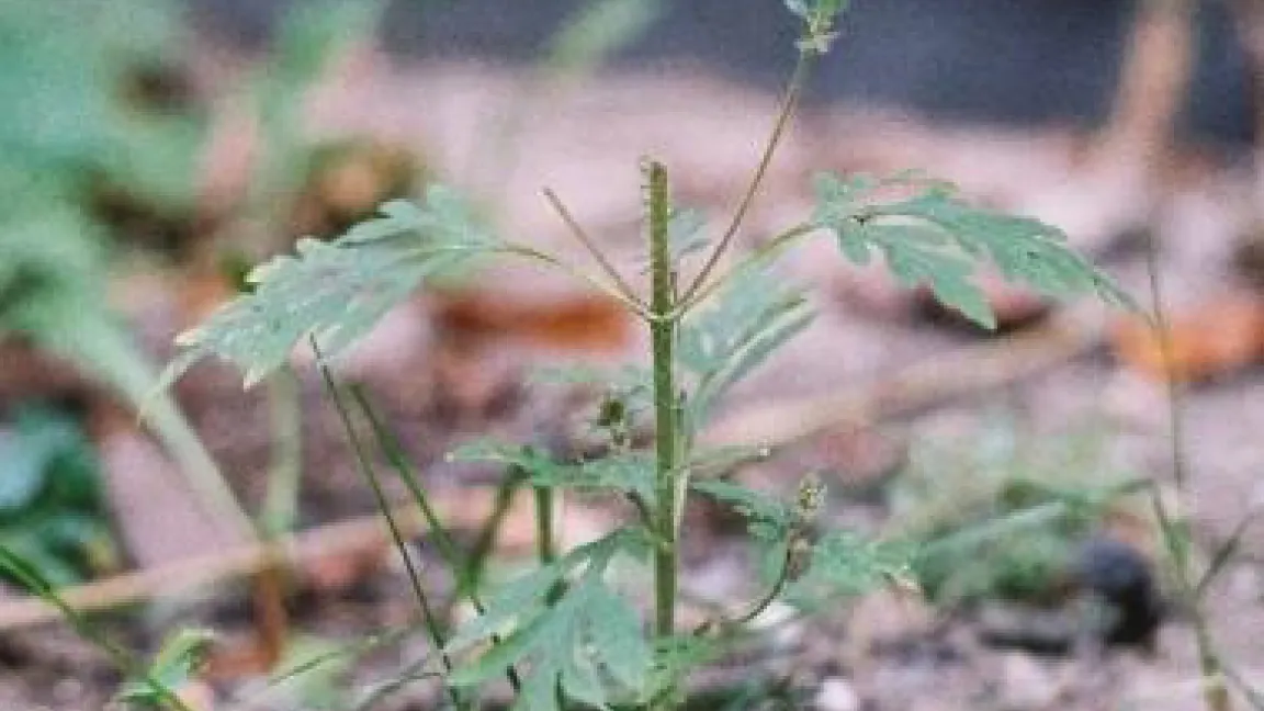 Nur zurückschneiden reicht nicht: Die Pflanze treibt wieder aus und kann sogar zur Blüte kommen.
Quelle: BBA