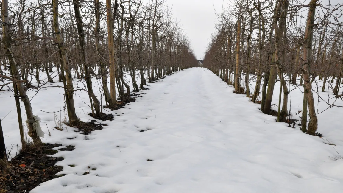 Temperaturen bis zu minus fünf Grad sind ideal für den Winterschnitt. Foto: Fotolia