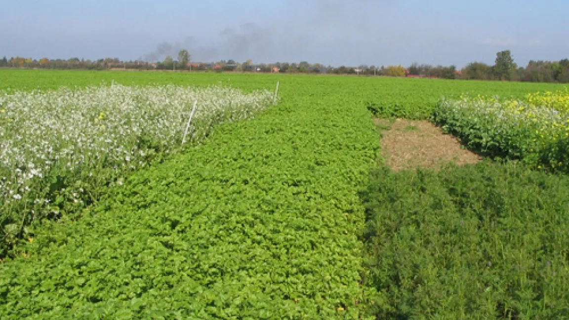 Ölrettich (weiße Blüte) und Senf besitzen in Zuckerrübenfruchtfolgen höchste Anbaupriorität.
Quelle: Dr. Ulrich Lehrke