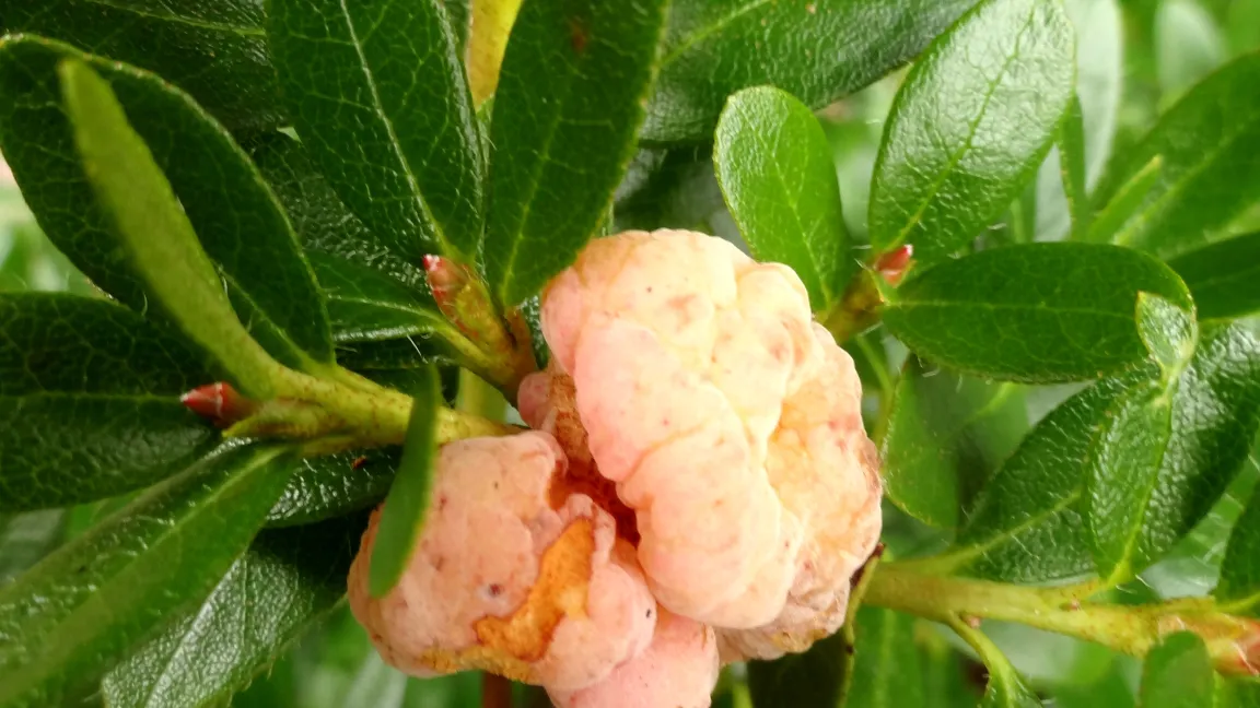Ohrläppchenkrankheit an Rhododendron. Foto: Klaus Margraf