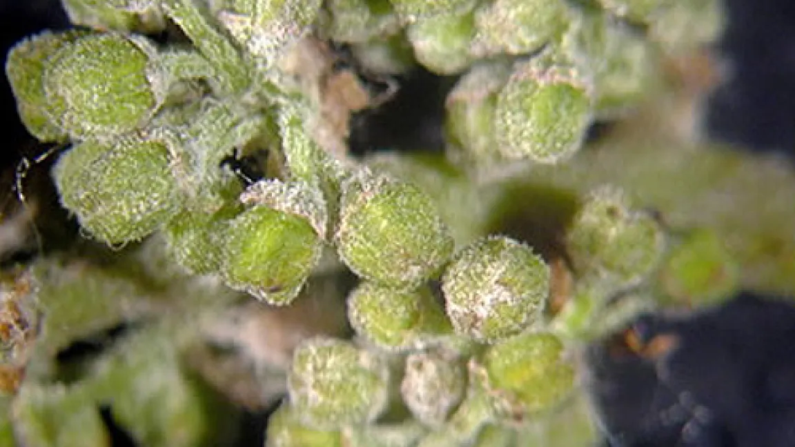 Oidium am Geschein (Blüte)
Quelle: Dr. Loskill, JKI