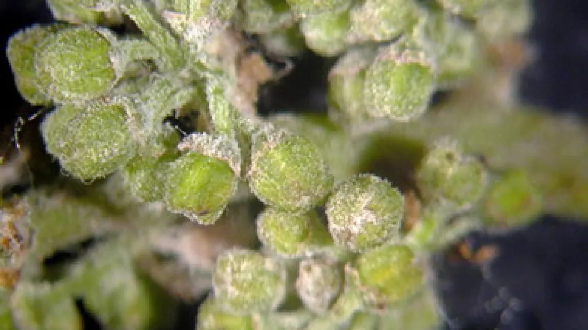 Oidium am Geschein. Quelle: Dr. Loskill, BBA