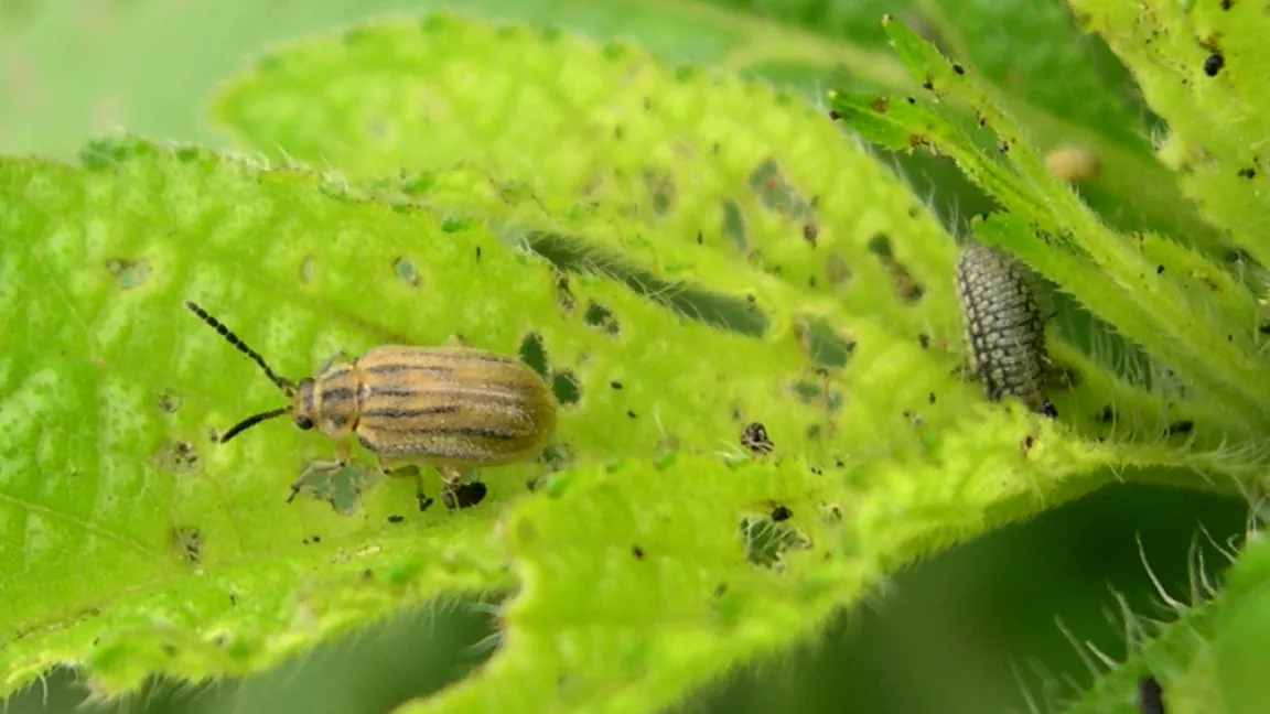 Ein Hoffnungsträger? - Der Ambrosia-Blattkäfer (Ophraella communa). Foto: Wikipedia