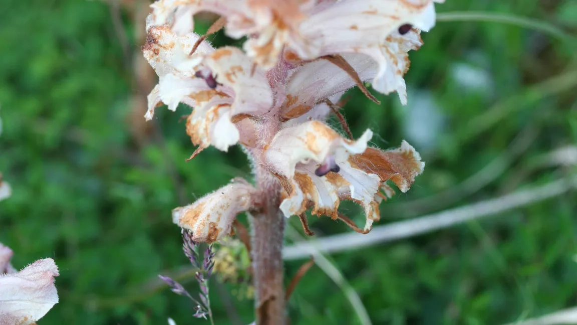 Orobanche minor - der Kleewürger.
Foto: wikipedia
