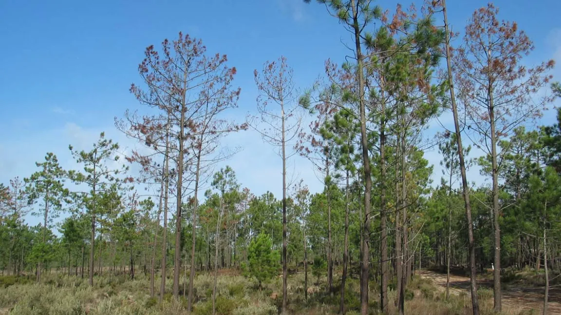 Durch den Kiefernholznematoden geschädigter Pinienwald in Portugal. Foto: Thomas Schröder, JKI