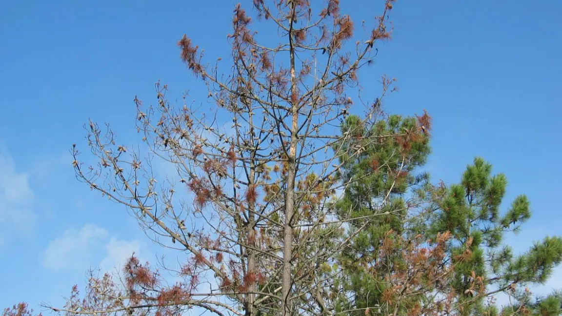 Absterbende und gesunde Kiefer im Vergleich. Foto: Thomas Schröder, JKI