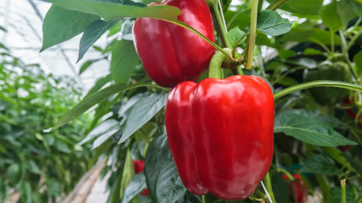 Der Paprikarüsselkäfer tritt in Europa ausschließlich in Gewächshäusern auf, wo er große Teile der Ernte vernichten kann. Foto: Fotolia