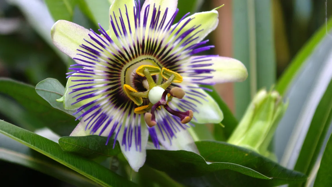 Die Passionsblume. Kandidat aus der Kategorie "Zimmerpflanze". Foto: Helge Masch/Botanischer Sondergarten Wandsbek, Hamburg 