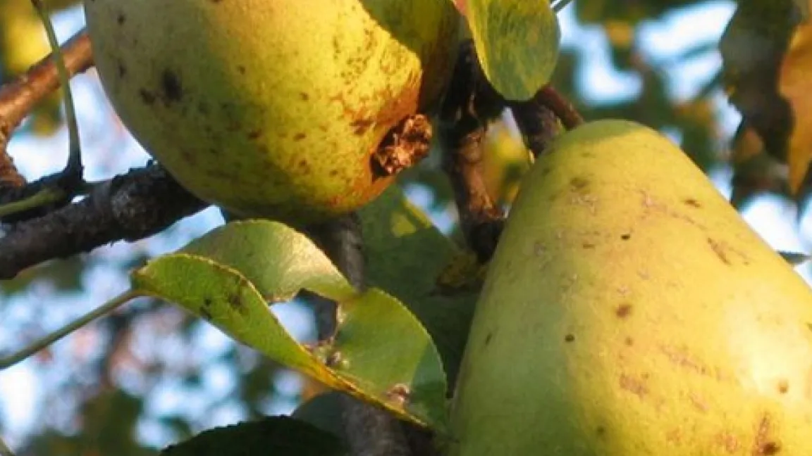 Pastorenbirne.
Quelle: Dipl.-HLFL-Ing. Heimo Strebl - Landwirtschaftskammer Oberösterreich -Pflanzenproduktion-