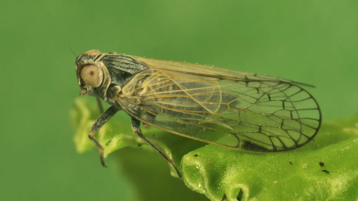 Überträger der neuen Krankheit: die Schilf-Glasflügelzikade, hier auf einem Zuckerrübenblatt. Foto: Klaus Schrameyer