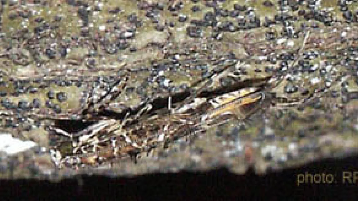 Perfekt getarnt: die Kakaomotte.
	Quelle: RPB