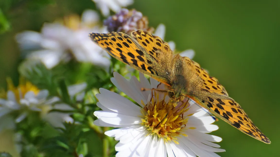 Perlmuttfalter auf Sommerblumen. Foto: Fotolia