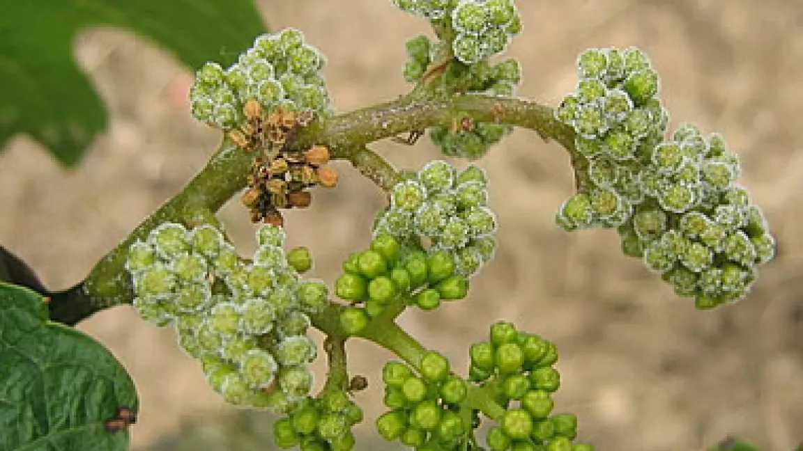 Peronospora am Geschein.
	Quelle: Dr. Loskill, BBA