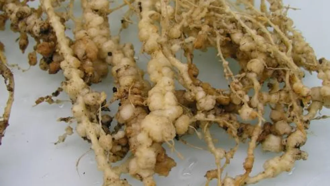 Gurkenwurzeln, die vom Chin. Fadenwurm befallen sind. Foto: Sebastian Kiewnick, ACW